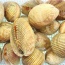 Sò dương sống giá tốt